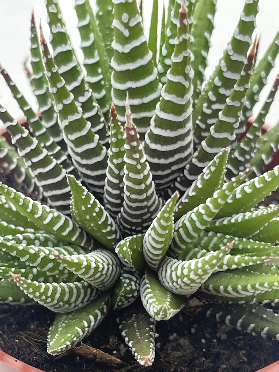 Live Succulent 4" Haworthia Super Fasciata, Succulents Plants Live Fully Rooted House Plant for