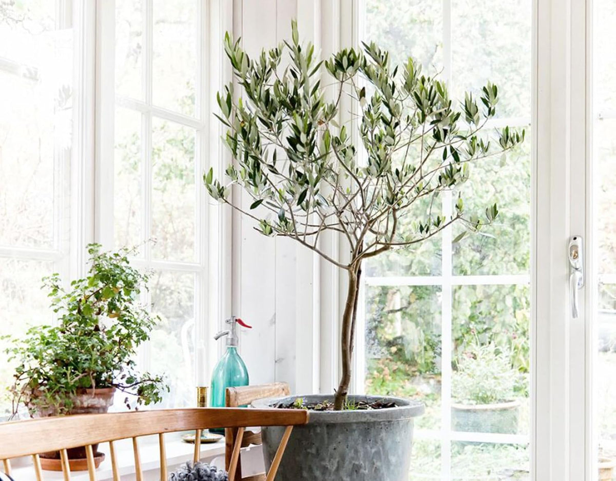 Premium Potting Mix for Olive Trees by Gardenera - 20 Quart - Promotes Strong Roots and Abundant