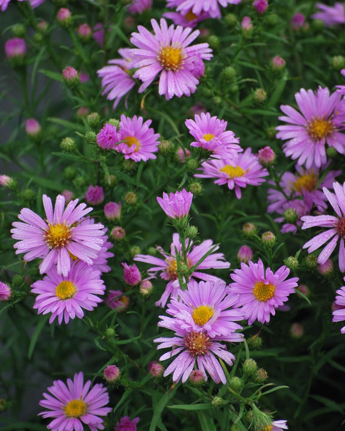 Perennial Farm Aster X 'Wood's Pink' – Live Dwarf Aster Perennial in #1 Container, Compact Habit