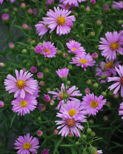 Perennial Farm Aster X 'Wood's Pink' – Live Dwarf Aster Perennial in #1 Container, Compact Habit