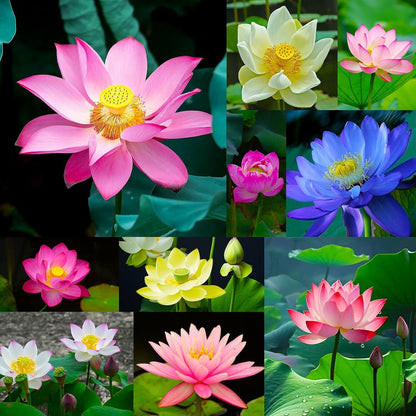 300pcs Lotus Seeds for Planting - 15 Unique Varieties Bonsai Bowl Lotus Seeds, Includes Detailed