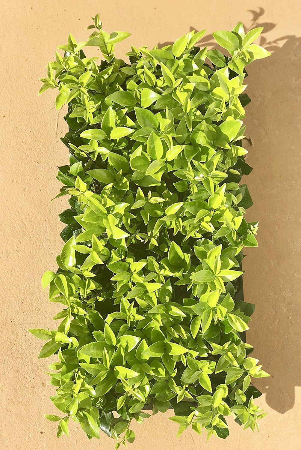Ligustrum Waxleaf Privet - 3 Live Plants 2" Pot Size - Evergreen Privacy Hedge