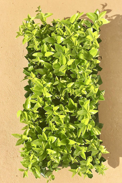 Ligustrum Waxleaf Privet - 40 Live Plants 2" Pot Size - Evergreen Privacy Hedge