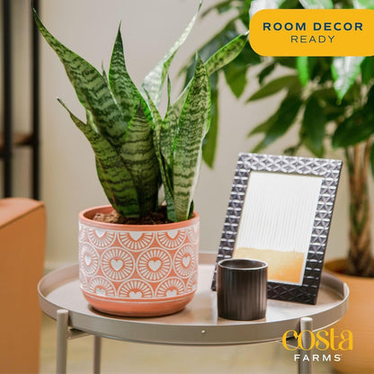 Costa Farms Snake Plant, Small Live Plant in Decorative Pot, Easy to Maintain, Air Purifying