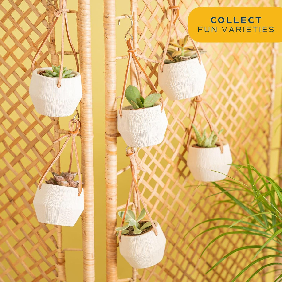 Costa Farms Succulent Plant, Live Indoor Mini Succulent Plant in Hanging Basket Succulents Plant