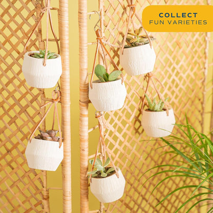 Costa Farms Succulent Plant, Live Indoor Mini Succulent Plant in Hanging Basket Succulents Plant