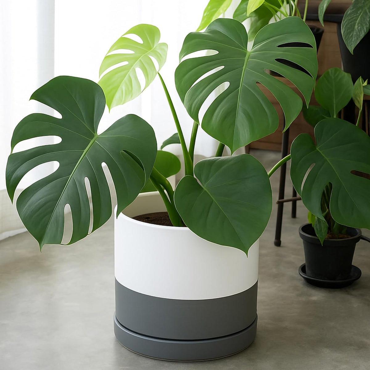 D'vine Dev 12 Inch Ceramic Planter Pot with Drainage Hole and Saucer, Indoor Cylinder Round Planter