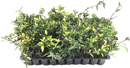 Carolina Jasmine | 30 Live Plants | Gelsemium Sempervirens | Fragrant Yellow Blooms, Evergreen