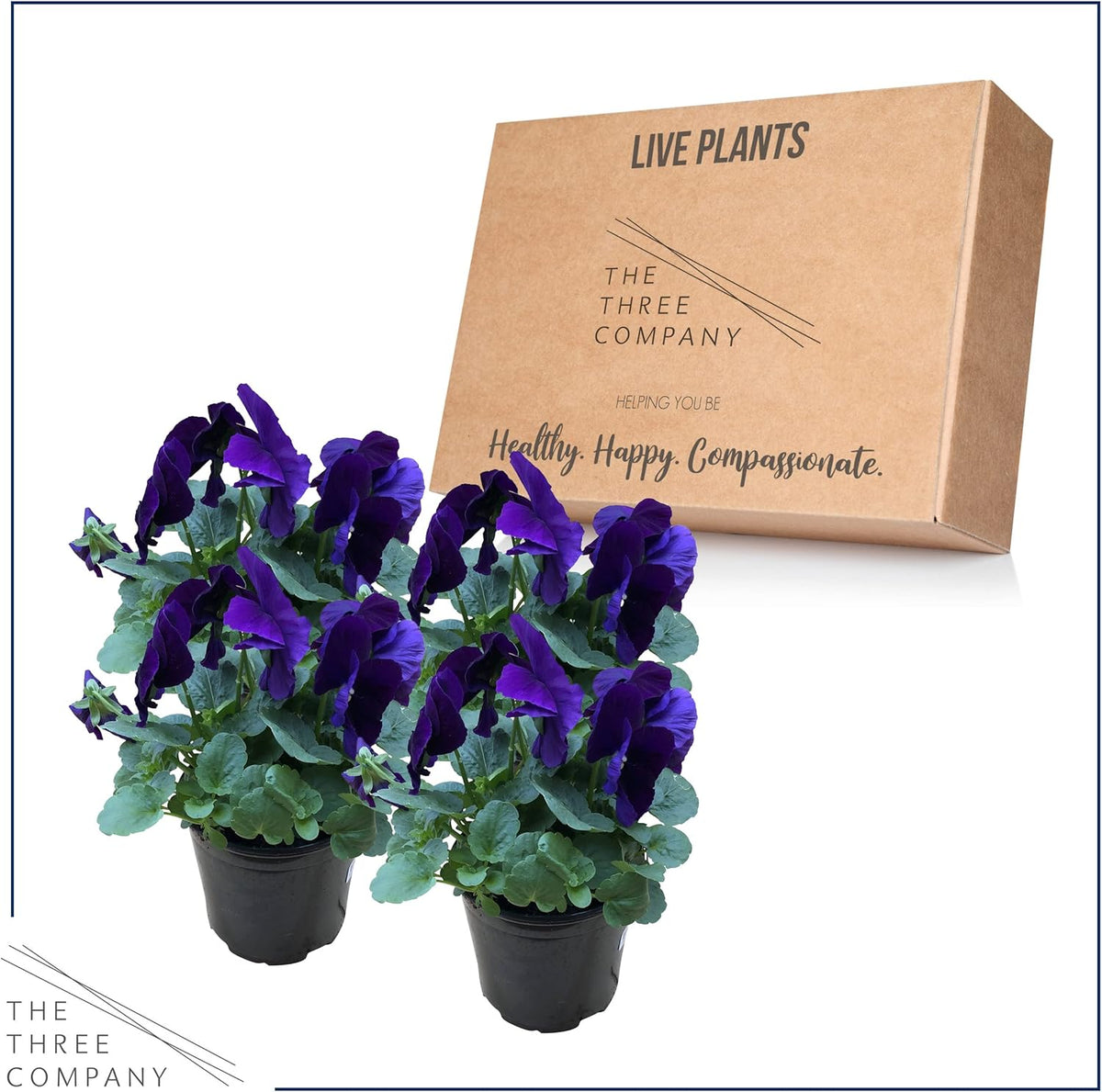 Live Healthy Flowering Pansies - Purple (4 Plants Per Pack), Beautiful Fall Color, 6" Tall by 4"