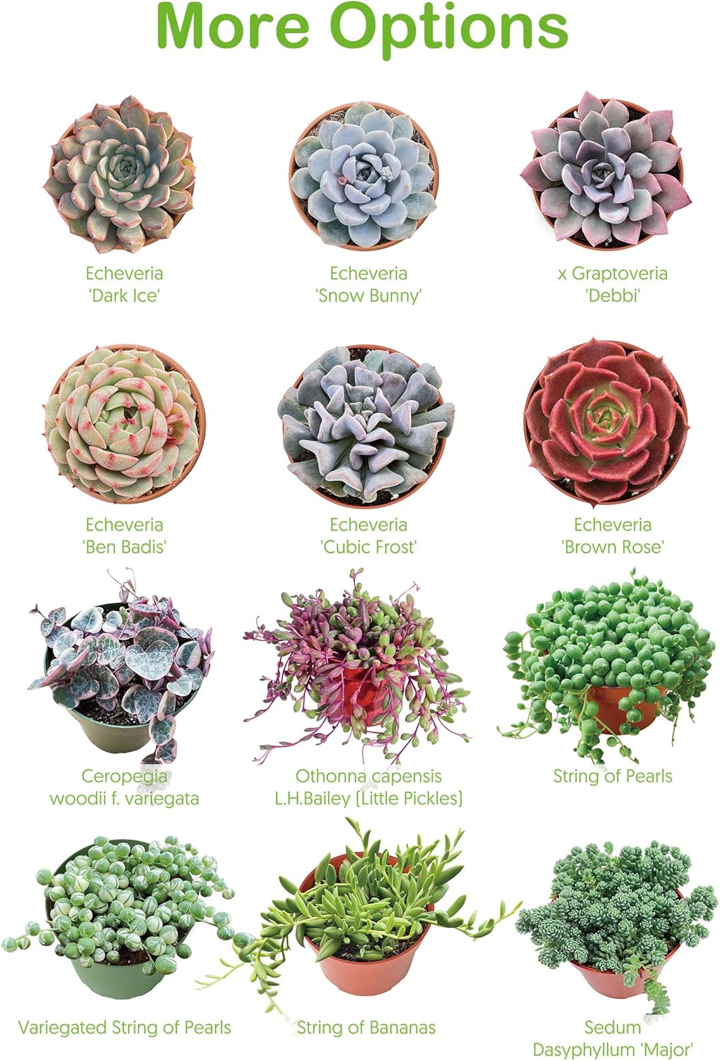2" Live Succulent 'Sedum adolphii Shooting Stars', Rare Succulent Plants Fully Rooted in Pots