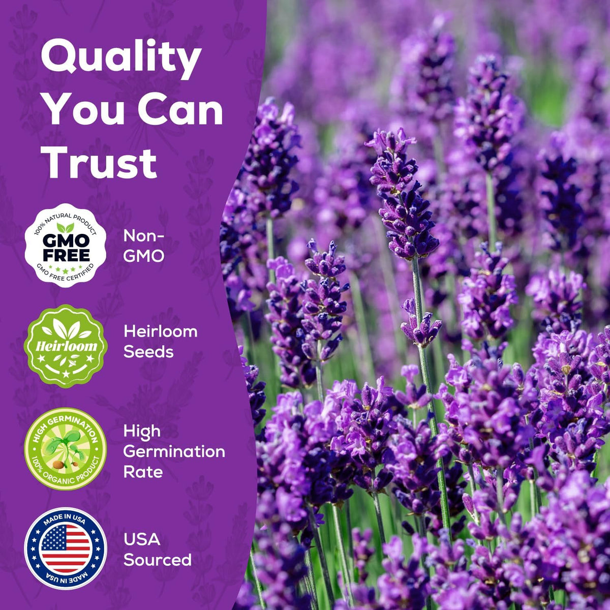English Lavender Seeds for Planting - 1500+ Heirloom, Non-GMO Seeds - High Germination, Fragrant