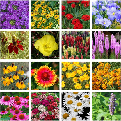 Bulk Wildflower Seed Shaker – Perennial Flower Seeds Mix to Plant Anywhere, by Geva Grow | 20