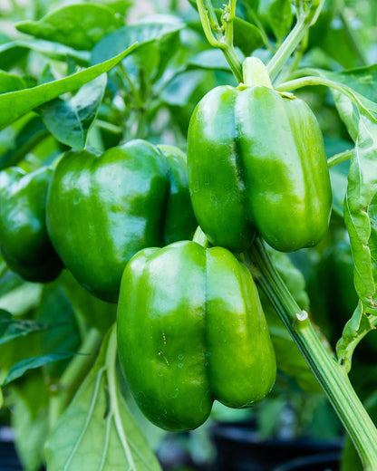 Sweet Bell Pepper Seeds Collection – 4 Colorful Varieties: Big Red, Giant Green, Orange Horizon &