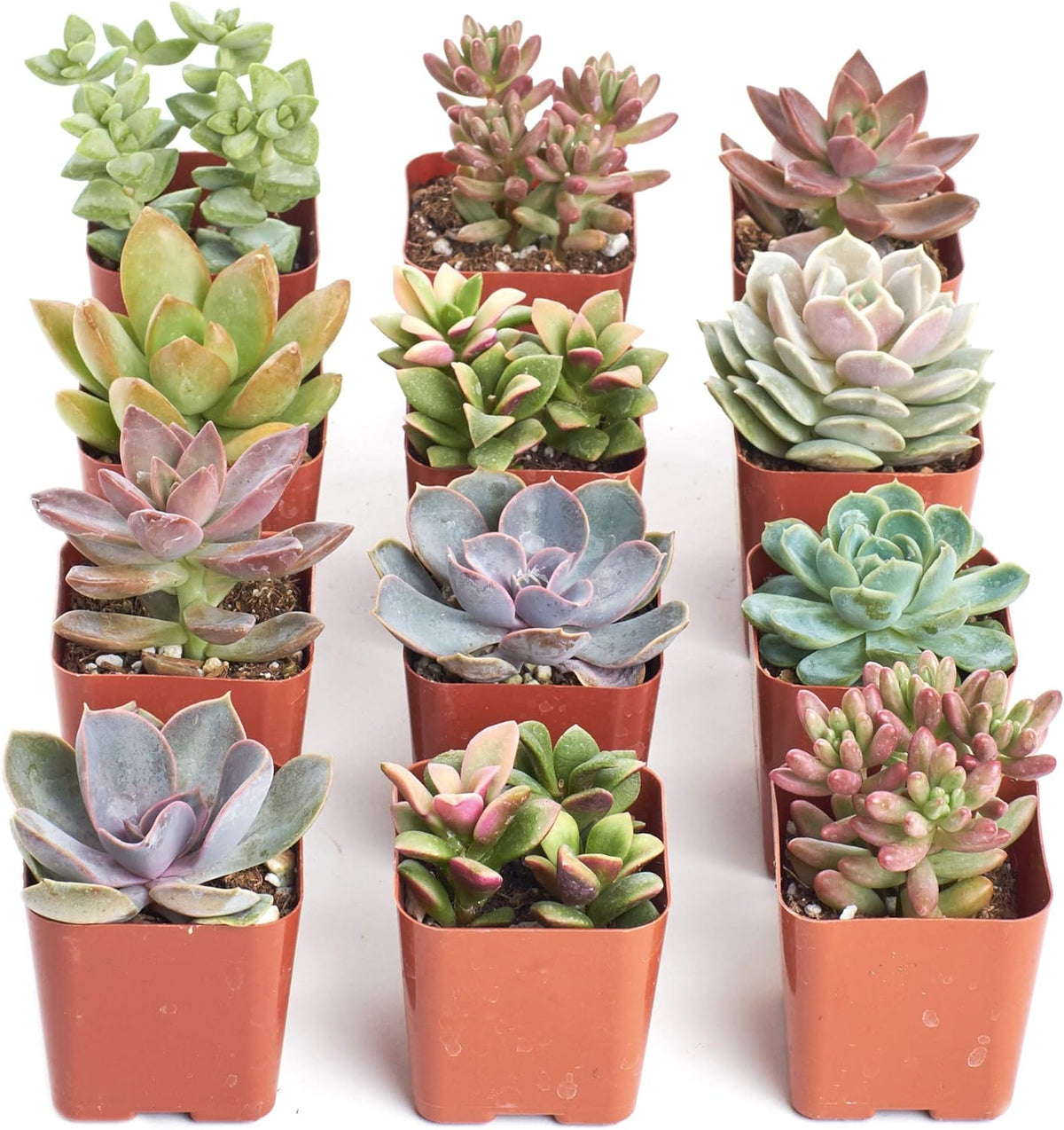 Shop Succulents Mini Succulent Plant Pack Collection - Live 2" Succulent Plants, Low Maintenance