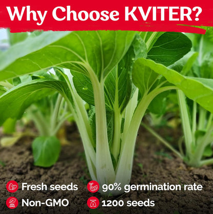 KVITER 1,200 Baby Bok Choy Seeds for Planting (Brassica rapa subsp. chinensis) – Heirloom Extra