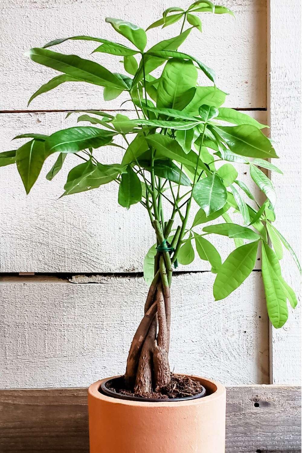 Money Tree 'Guiana Chestnut' Pachira Braid Live Plant for Indoor | Different Houseplants in 4'' &