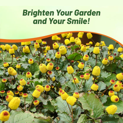 Outsidepride Toothache Plant Seeds - 5000 Pcs. Perennial, Easy to Grow & Pollinator Friendly, Herb