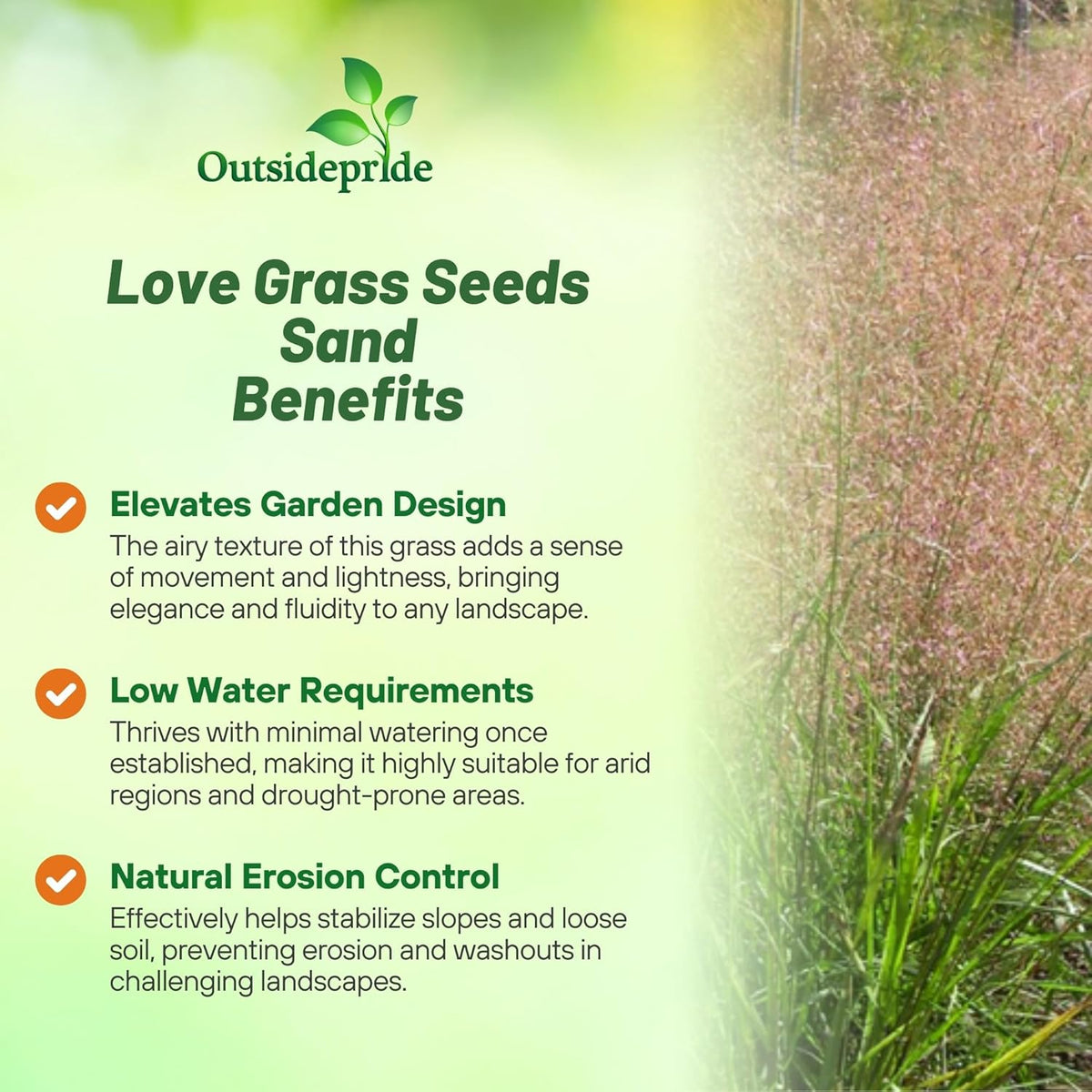 Outsidepride Sand Love Grass Seeds - 5,000 Pcs. Perennial, Easy to Grow, Drought-Tolerant, Tall