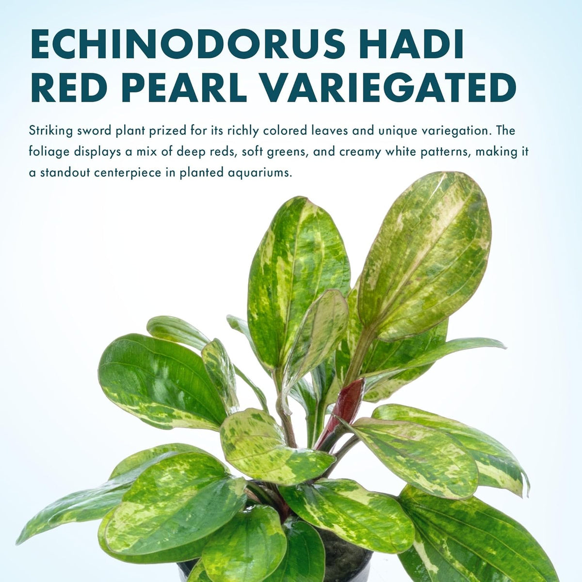 SubstrateSource Live Plants - Echinodorus ‘Hadi Red Pearl Variegated’ (Echinodorus sp.) - Low to