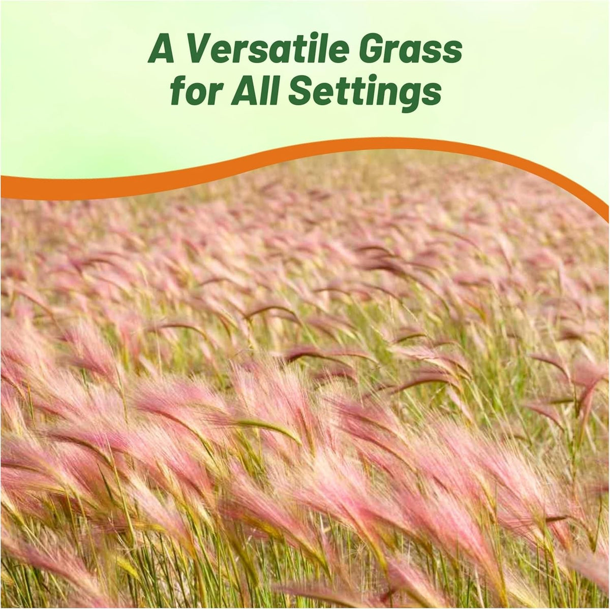 Outsidepride 2000 Seeds Perennial Hordeum Jubatum Foxtail Barley Ornamental Grass Seed for Planting
