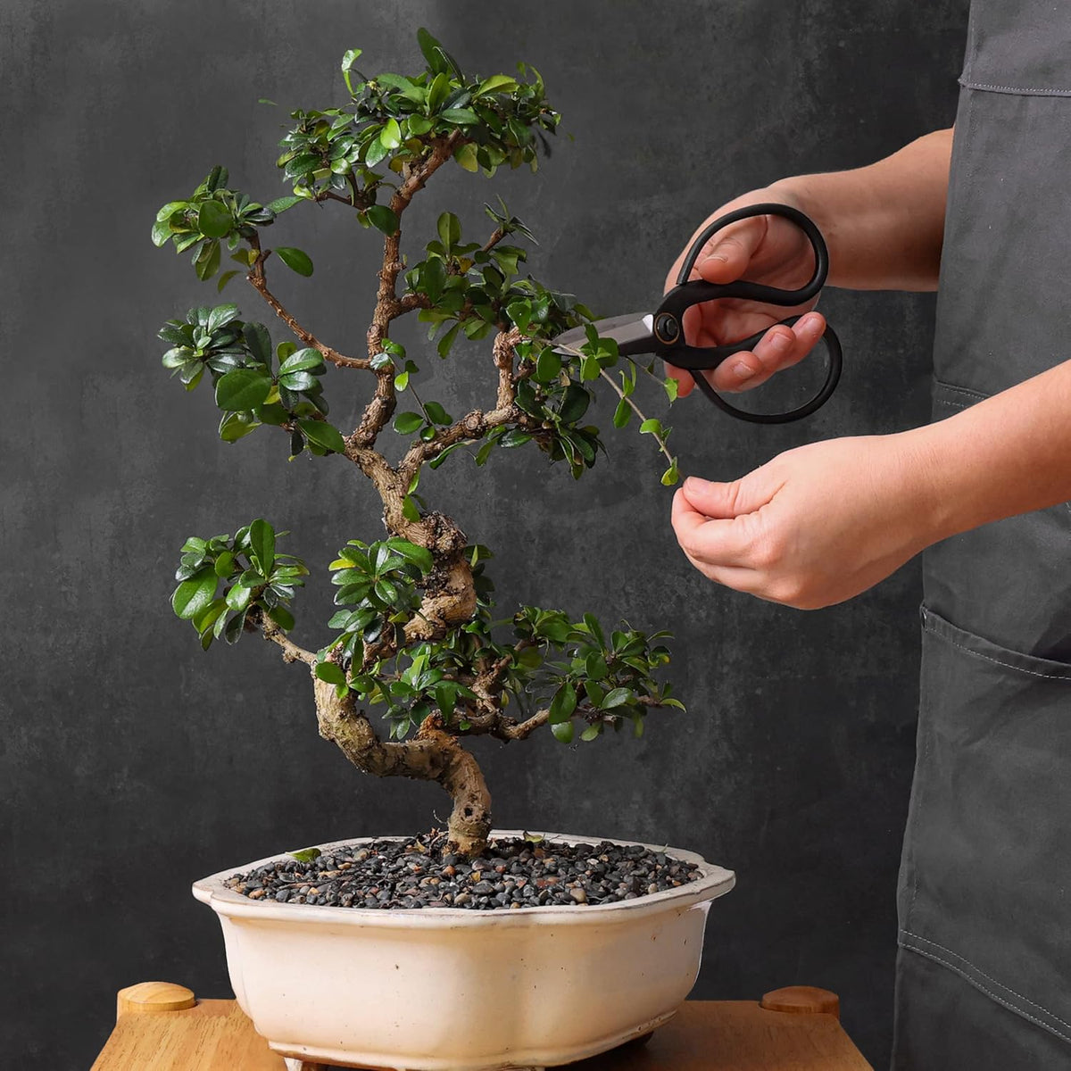 Professional Bonsai Butterfly Scissors | Pruning Shears for Trimming Plants | Japanese Gardening