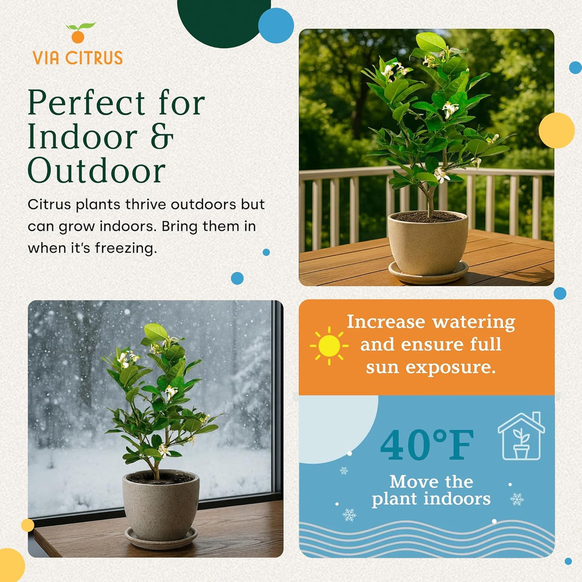 Ponderosa Lemon Patio Fruit Trees Live Plants 12-22" Tall - Dwarf Fruit Trees Live Plants Outdoor