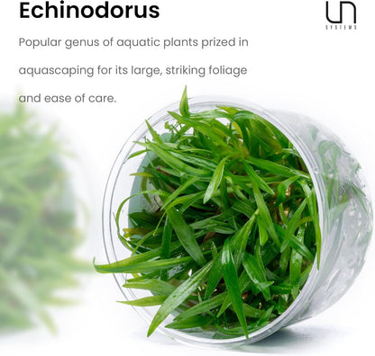 Ultum Nature Systems Live Tissue Culture - Echinodorus 'Reni' (Echinodorus reni) - Easy - Medium to