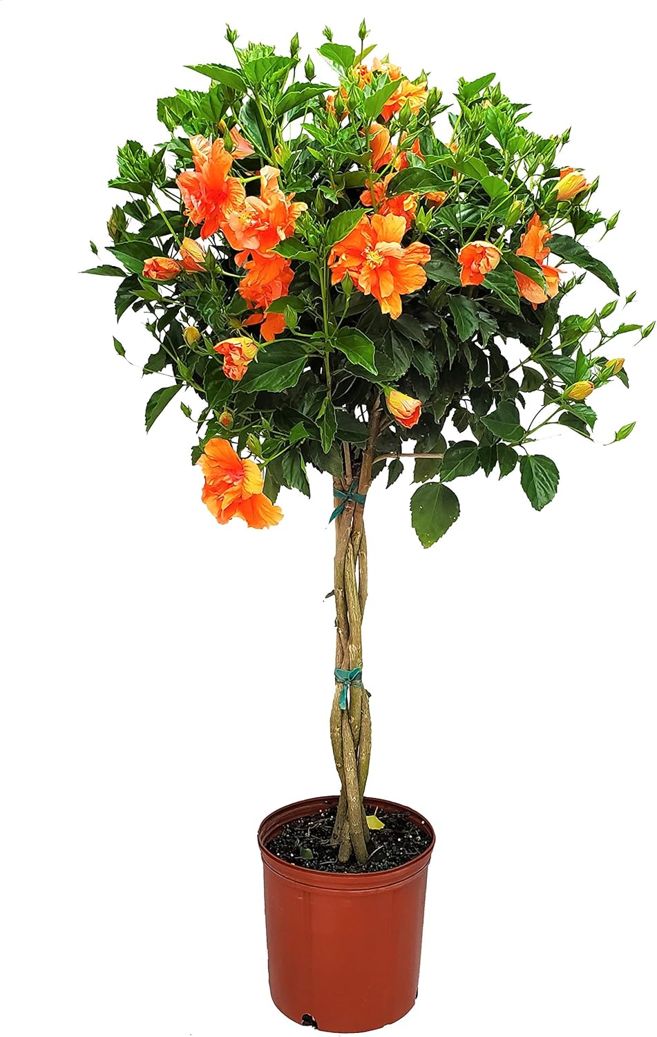 Braided Live Hibiscus Tree - Double Peach Flower - Tropical Plants of Florida - Overall Height 38"