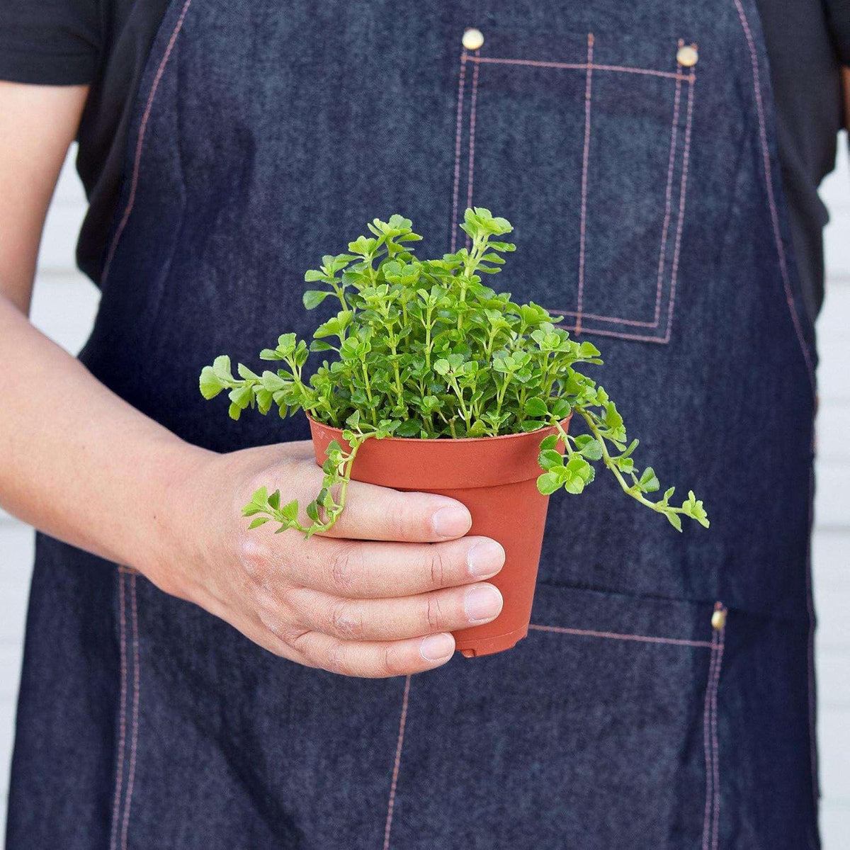 Nettle Baby's Tear Live Plant for Indoor | Different Houseplants in 3'' Pot | Real House Plant for