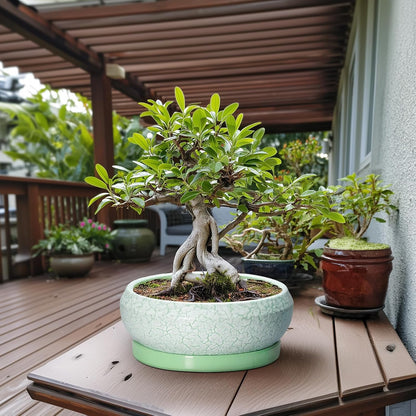 Bonsai Pots - 13 Inch Ceramic Succulent Pots for Indoor Outdoor, Large Shallow Planter with