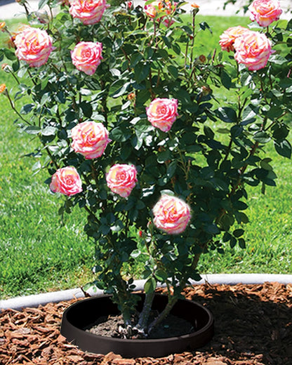 6 Pack of 24 in Planting Rings. Edging and Water Retention. Protects Trees and Separates Rock