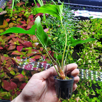 SubstrateSource Anubias Live Aquarium Plants - Potted Freshwater Plant for Fish Tanks, Terrariums
