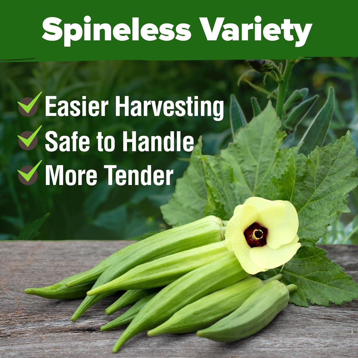 HOME GROWN Clemson Spineless Okra Seeds - 202 (2 Pack) 𝗡𝗢𝗡-𝗚𝗠𝗢 𝗨𝗦𝗔 Heirloom Vegetable