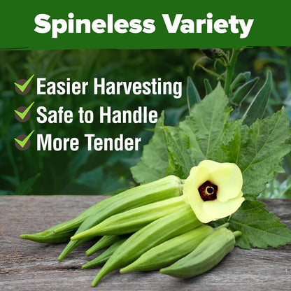 HOME GROWN Clemson Spineless Okra Seeds - 202 (2 Pack) 𝗡𝗢𝗡-𝗚𝗠𝗢 𝗨𝗦𝗔 Heirloom Vegetable