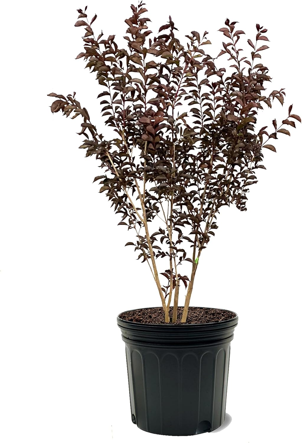 American Plant Exchange Twilight Magic Crape Myrtle Tree Live, 7 Gallon Pot, 2-3ft Tall, Bright