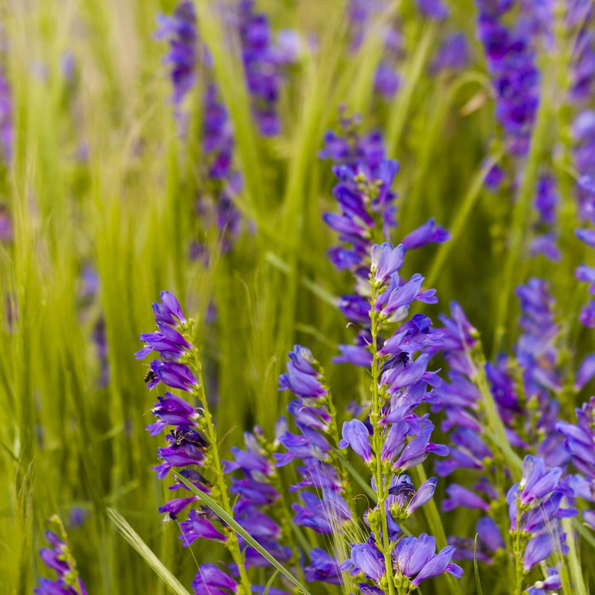 Outsidepride Penstemon Seeds - 1 Lb. Perennial, Drought-Tolerant & Pollinator Friendly, Strictus