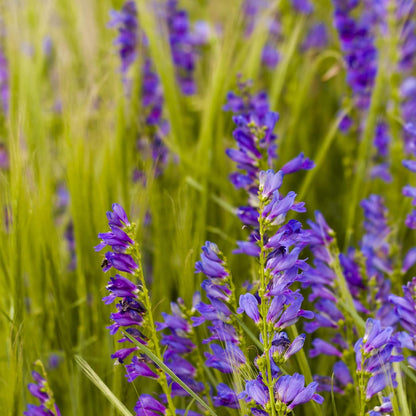 Outsidepride Penstemon Seeds - 1 Lb. Perennial, Drought-Tolerant & Pollinator Friendly, Strictus