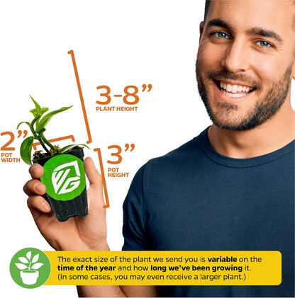 Vanilla Bean Orchid Live Plant - Vanilla planifolia by Wellspring Gardens - Fragrant Vanilla Beans