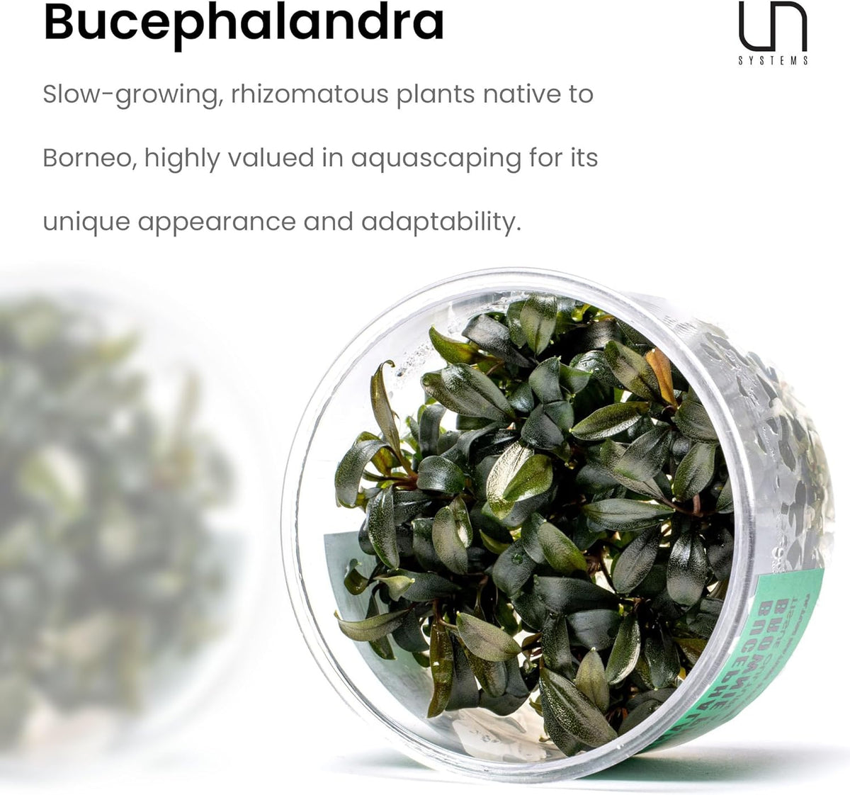 Ultum Nature Systems Live Tissue Culture - Bucephalandra Kedagang Round Mini - Easy Care - Low to
