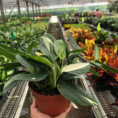 Monstera Standeleyana Albo Variegated Live Plant for Indoor | Different Houseplants in 4'' & 6''