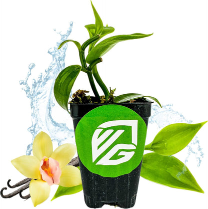 Vanilla Bean Orchid Live Plant - Vanilla planifolia by Wellspring Gardens - Fragrant Vanilla Beans
