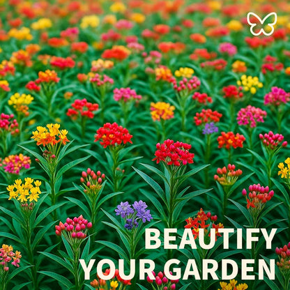 Mix Milkweed Seeds for Monarch Butterflies - 6 Individual Varieties Perennial Wildflower (120 Seeds