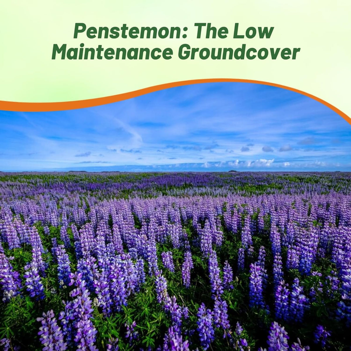 Outsidepride Penstemon Seeds - 5000 Pcs Perennial, Drought-Tolerant & Pollinator Friendly, Strictus