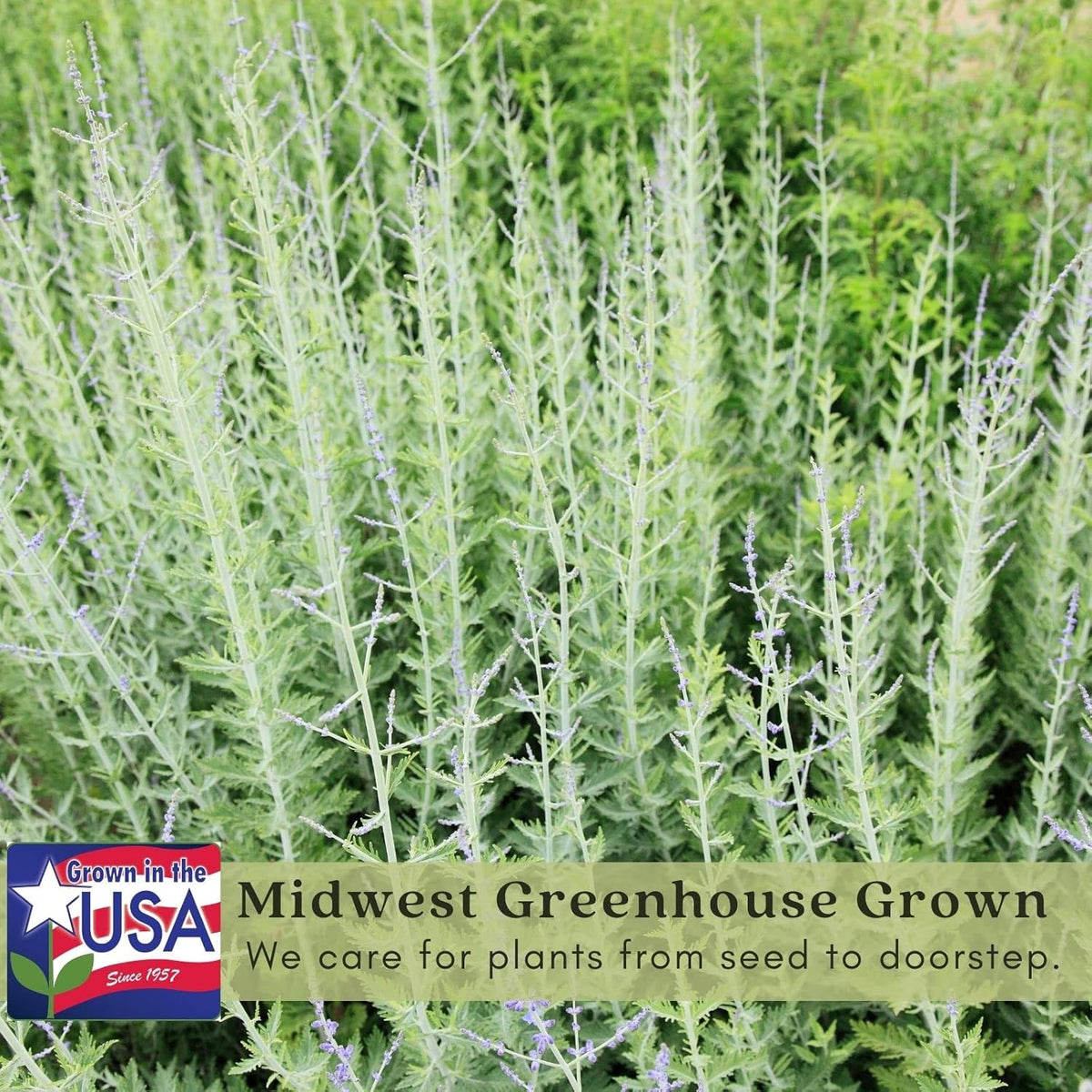 Clovers Garden Russian Sage Plants – Two (2) Live Plants – Non-GMO - Not Seeds - Each 4" to 8" Tall