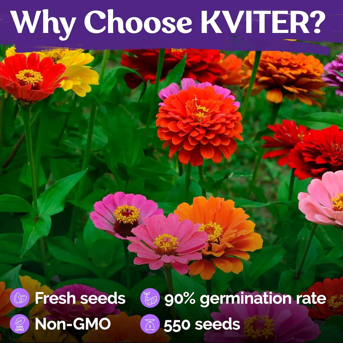 KVITER 550 Dahlia Zinnia Seeds for 2025 Mix (Zinnia Elegans) – Double Blooms, Heirloom & Organic