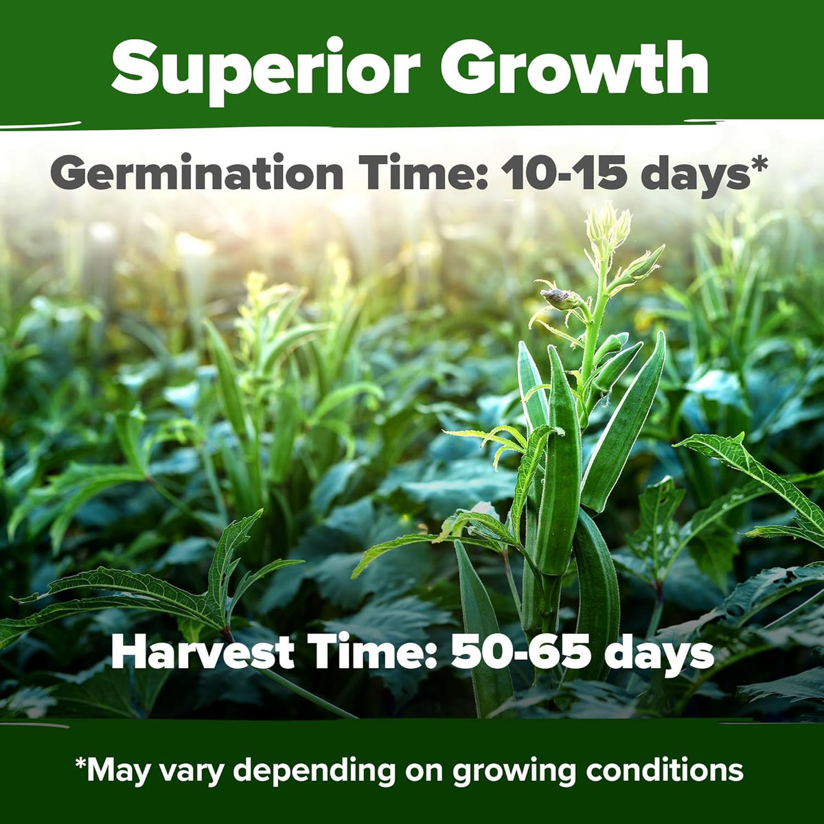 HOME GROWN Clemson Spineless Okra Seeds - 202 (2 Pack) 𝗡𝗢𝗡-𝗚𝗠𝗢 𝗨𝗦𝗔 Heirloom Vegetable