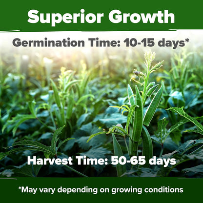 HOME GROWN Clemson Spineless Okra Seeds - 202 (2 Pack) 𝗡𝗢𝗡-𝗚𝗠𝗢 𝗨𝗦𝗔 Heirloom Vegetable