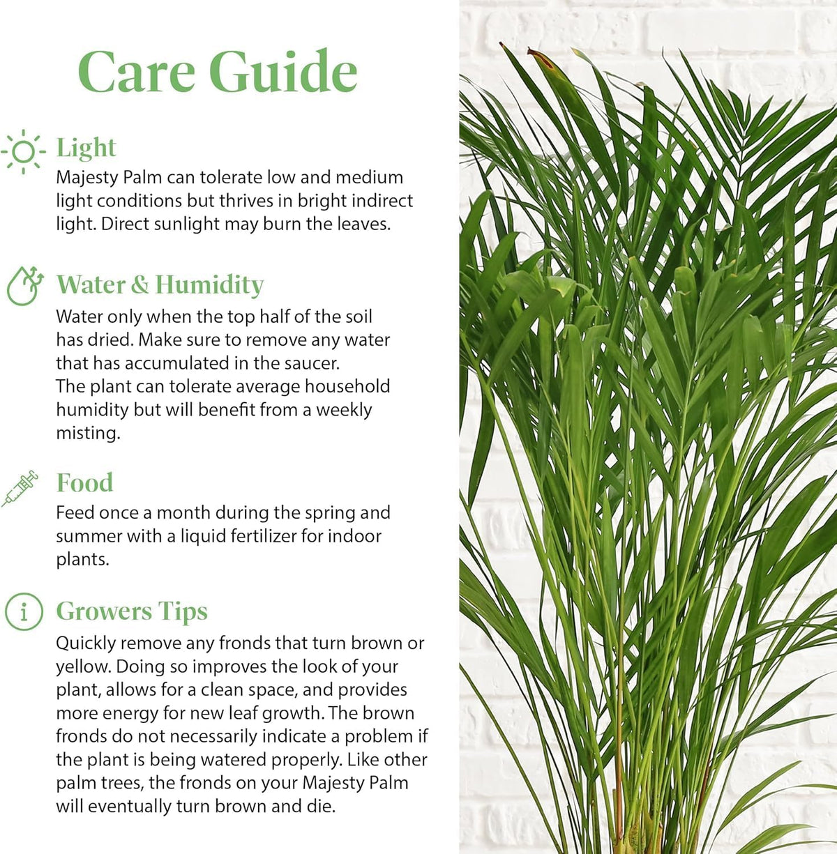 American Plant Exchange Majesty Palm – 10-Inch Pot – Live Tropical Houseplant with Arching Green