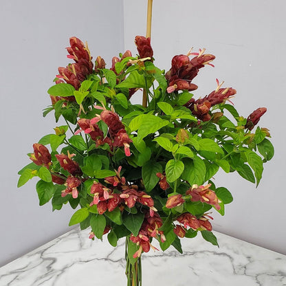 Braided Shrimp Tree - Red Flowers - Overall Height 36" to 42" - Tropical Plants of Florida (Plant