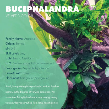 SubstrateSource Bucephalandra Velvet 3 Color Live Aquarium Plant - Natural Freshwater Fish Tank